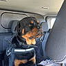 animal, black_and_tan, blanket, calm, canine, car, companion, dog, domestic_animal, harness, headrest, indoors, looking_away, pet, restraint, rottweiler, seat, sitting, vehicle_interior, window