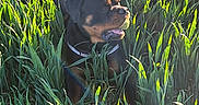 Asko participe au concours pour gagner de l'argent avec cette photo : dog, rottweiler, grass, field, outdoor, sunlight, nature, pet, canine, greenery, animal, happy, daylight, collar, tongue, summer, flora, mammal, leaf, playful