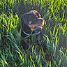 animal, canine, collar, daylight, dog, field, flora, grass, greenery, happy, leaf, mammal, nature, outdoor, pet, playful, rottweiler, summer, sunlight, tongue
