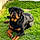 Asko
