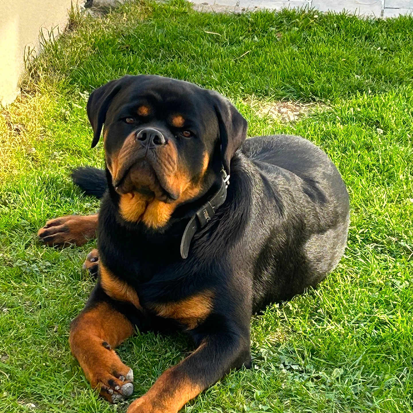 Asko