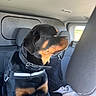 Asko participe au concours pour gagner de l'argent avec cette photo : rottweiler, dog, pet, canine, vehicle, car_interior, seat, collar, harness, window, sunlight, black_fur, tan_fur, domestic_animal, sitting, looking_out_window, calm, indoors, resting, companion