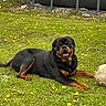 Asko participe au concours pour gagner de l'argent avec cette photo : dog, rottweiler, grass, flowers, soccer_ball, outdoor, pet, animal, playing, lying_down, nature, greenery, summer, happy, canine, field, sport, cute, friendly, mammal