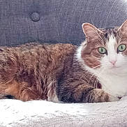 Chanel a rejoint le concours — aidez-le/la à gagner de superbes lots ! animal, blanket, cat, closeup, comfort, cozy, cushion, cute, feline, fur, green_eyes, home, indoor, lying_down, pet, relaxed, resting, soft, tabby, whiskers