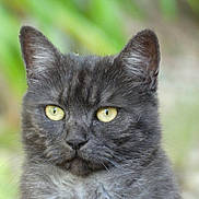 Socrate participe au concours pour gagner de l'argent avec cette photo : animal, blurred_background, cat, close_up, cute, ears, face, feline, fur, grey_cat, head, looking, mammal, nature, outdoor, pet, portrait, serious_expression, whiskers, yellow_eyes