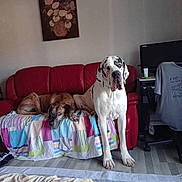 Thorgal Et Naya participe au concours pour gagner de l'argent avec cette photo : animal, blanket, canine, chair, clothing, computer, couch, dog, floor, furniture, home, indoor, large_dog, living_room, painting, pet, quilt, red_couch, relaxed, resting