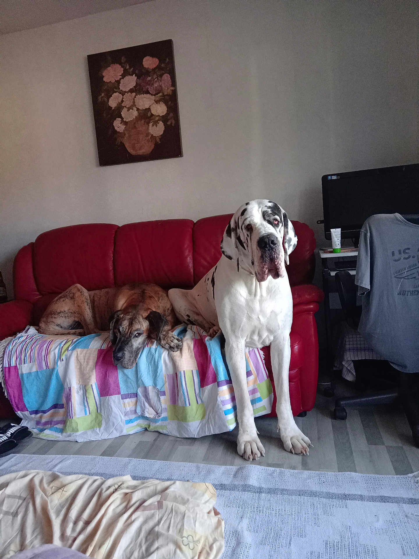 Thorgal Et Naya participe au concours pour gagner de l'argent avec cette photo : animal, blanket, canine, chair, clothing, computer, couch, dog, floor, furniture, home, indoor, large_dog, living_room, painting, pet, quilt, red_couch, relaxed, resting