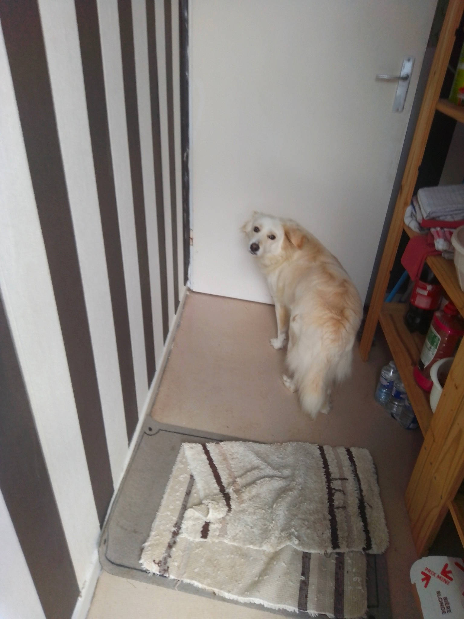 Clark participe au concours pour gagner de l'argent avec cette photo : bookcase, carnivore, companion_dog, dog, dog_breed, fawn, floor, flooring, fur, gun_dog, hardwood, laminate_flooring, pet_supply, rectangle, room, shelf, sporting_group, table, wood, wood_flooring