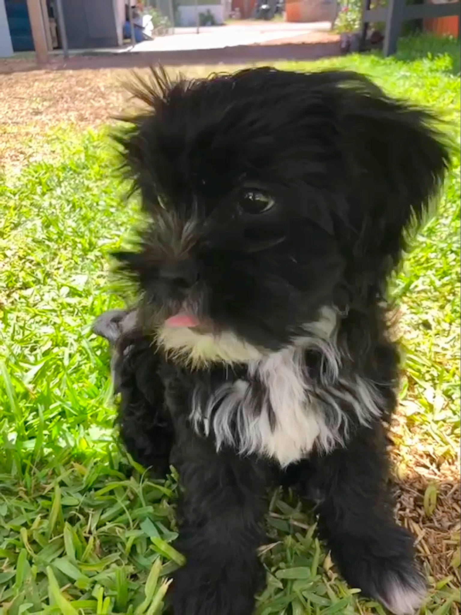 Milo joined the competition — help win amazing prizes! affenpinscher, bolonka, canidae, carnivore, companion_dog, dog, dog_breed, havanese, kyi_leo, maltepoo, mammal, miniature_schnauzer, non_sporting_group, puppy, rare_breed_dog, schnoodle, shih_poo, sporting_group, tibetan_terrier, vertebrate