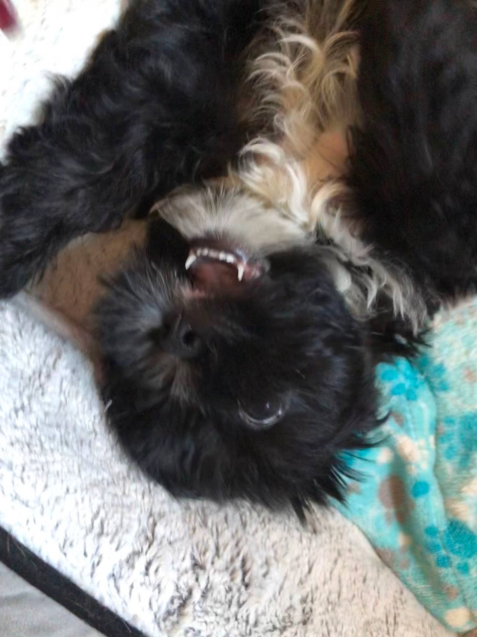 Milo joined the competition — help win amazing prizes! affenpinscher, bolonka, canidae, carnivore, companion_dog, dog, dog_breed, fur, havanese, lhasa_apso, morkie, non_sporting_group, puppy, schnoodle, shih_poo, shih_tzu, sporting_group, tibetan_terrier, toy_dog, yorkipoo