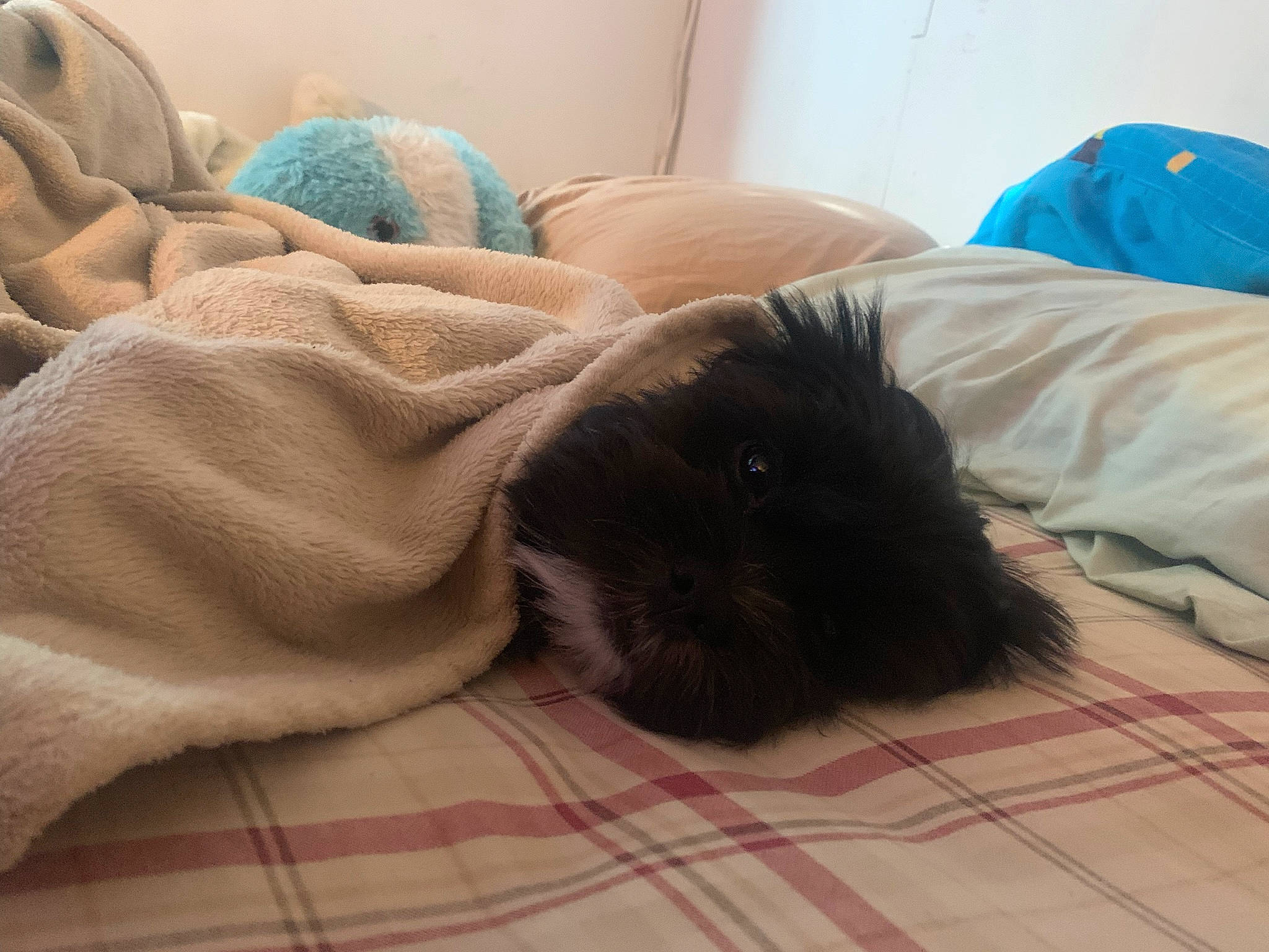 Milo is registered to the contest to win money with this photo: bed, black_cat, canidae, carnivore, cat, comfort, ear, felidae, fur, furniture, linens, nap, pillow, puppy, sleep, small_to_medium_sized_cats, tail, whiskers