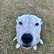 Susie is registered to the contest to win money with this photo: dog, grass, outdoor, pet, animal, canine, close_up, nose, fur, ears, head, eyes, looking_up, curious, portrait, mammal, nature, background, daylight, friendly