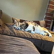 Safari joined the competition — help win amazing prizes! animal, brick_wall, brown, cat, comfort, couch, cozy, domestic_animal, feline, fur, home, indoor, living_room, pet, pillow, relaxation, resting, sleeping, tabby_cat, white