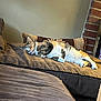 animal, brick_wall, brown, cat, comfort, couch, cozy, domestic_animal, feline, fur, home, indoor, living_room, pet, pillow, relaxation, resting, sleeping, tabby_cat, white