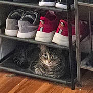 Nala joined the competition — help win amazing prizes! cat, tabby, shoe_rack, sneakers, floor, indoor, pet, feline, striped, resting, cozy, wooden_floor, gray, red_shoes, black_shoes, casual, quiet, shelving, animal, home