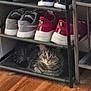 cat, tabby, shoe_rack, sneakers, floor, indoor, pet, feline, striped, resting, cozy, wooden_floor, gray, red_shoes, black_shoes, casual, quiet, shelving, animal, home