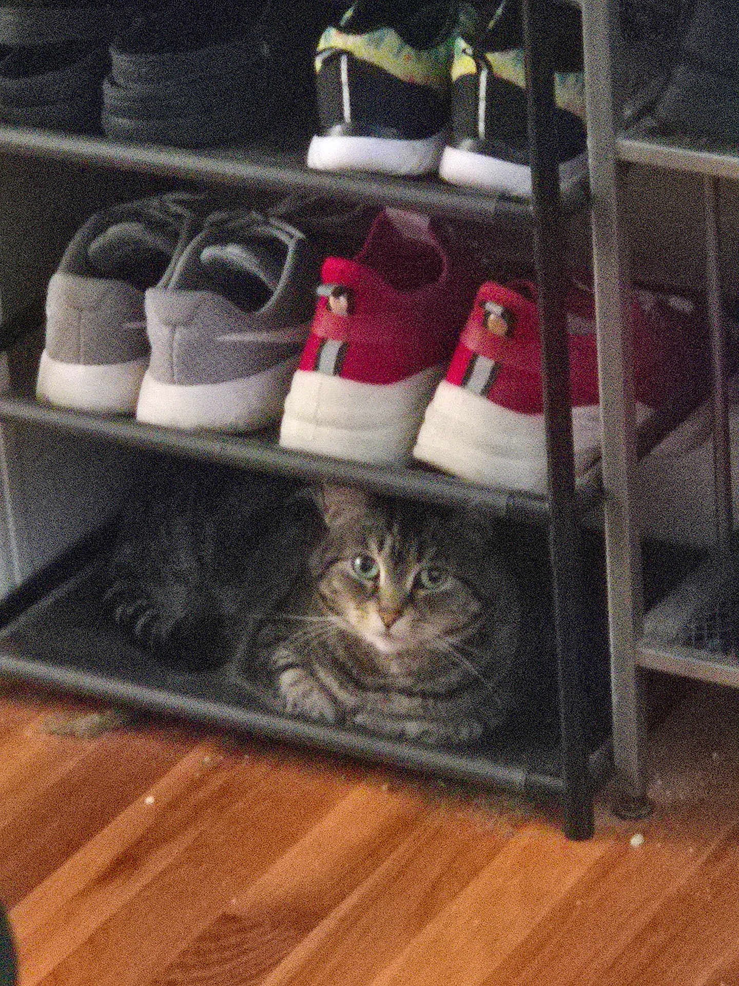 Nala joined the competition — help win amazing prizes! cat, tabby, shoe_rack, sneakers, floor, indoor, pet, feline, striped, resting, cozy, wooden_floor, gray, red_shoes, black_shoes, casual, quiet, shelving, animal, home