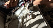 Monty joined the competition — help win amazing prizes! animal, arm, cat, collar, comfort, couch, daylight, feline, fur, home, indoor, legs, person, pet, relaxing, resting, shadow, sunlight, tag, whiskers