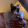 Monty is registered to the contest to win money with this photo: animal, blanket, cat, closeup, comfort, cozy, curious, domestic, feline, grip, hand, human, indoor, pattern, paw, pet, picture_frame, resting, soft_light, wall