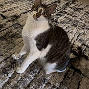 Monty is registered to the contest to win money with this photo: cat, pet, sitting, indoor, curious, fur, whiskers, ears, green_eyes, striped, white_paws, patterned_rug, floor, domestic_animal, feline, quiet, resting, looking_up, cute, animal