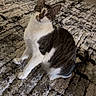 cat, pet, sitting, indoor, curious, fur, whiskers, ears, green_eyes, striped, white_paws, patterned_rug, floor, domestic_animal, feline, quiet, resting, looking_up, cute, animal