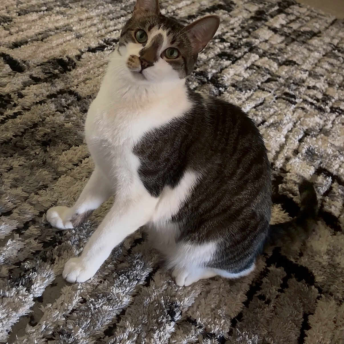 Monty