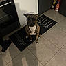 Mayra participe au concours pour gagner de l'argent avec cette photo : dog, brindle, sunglasses, kitchen, floor_mat, utensils, tile_floor, appliance, dishwasher, oven, pet, indoor, shadow, sitting, animal, cute, funny, cool, companion, domestic