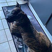 Mayra a rejoint le concours — aidez-le/la à gagner de superbes lots ! dog, brindle, pet, indoors, floor, tile, mat, looking_back, curious, canine, resting, household, companion, animal, kitchen, domestic, fur, ears, paw, side_view