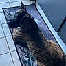 dog, brindle, pet, indoors, floor, tile, mat, looking_back, curious, canine, resting, household, companion, animal, kitchen, domestic, fur, ears, paw, side_view