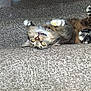 cat, carpet, stairs, pet, feline, playful, upside_down, paw, whiskers, indoor, animal, fur, cute, tabby, yellow_eyes, claws, teeth, relaxed, home, texture