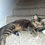 cat, tabby, animal, pet, feline, stairs, carpet, indoor, lying_down, tongue_out, fur, whiskers, paw, relaxed, cute, domestic_animal, mammal, playful, resting, home