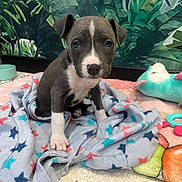 Vénus participe au concours pour gagner de l'argent avec cette photo : animal, architecture, blanket, bulldog, canine, dog, homedecor, hound, labradorretriever, laundry, linen, pet, pitbull, plush, puppy, quilt, snout, tape, towel, toy