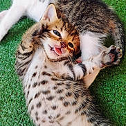 Sweetie is registered to the contest to win money with this photo: kitten, cat, playful, tongue_out, spotted, fur, grass, animal, pet, cute, paw, lying_down, young, tabby, whiskers, sleepy, relaxed, outdoor, two_cats, feline