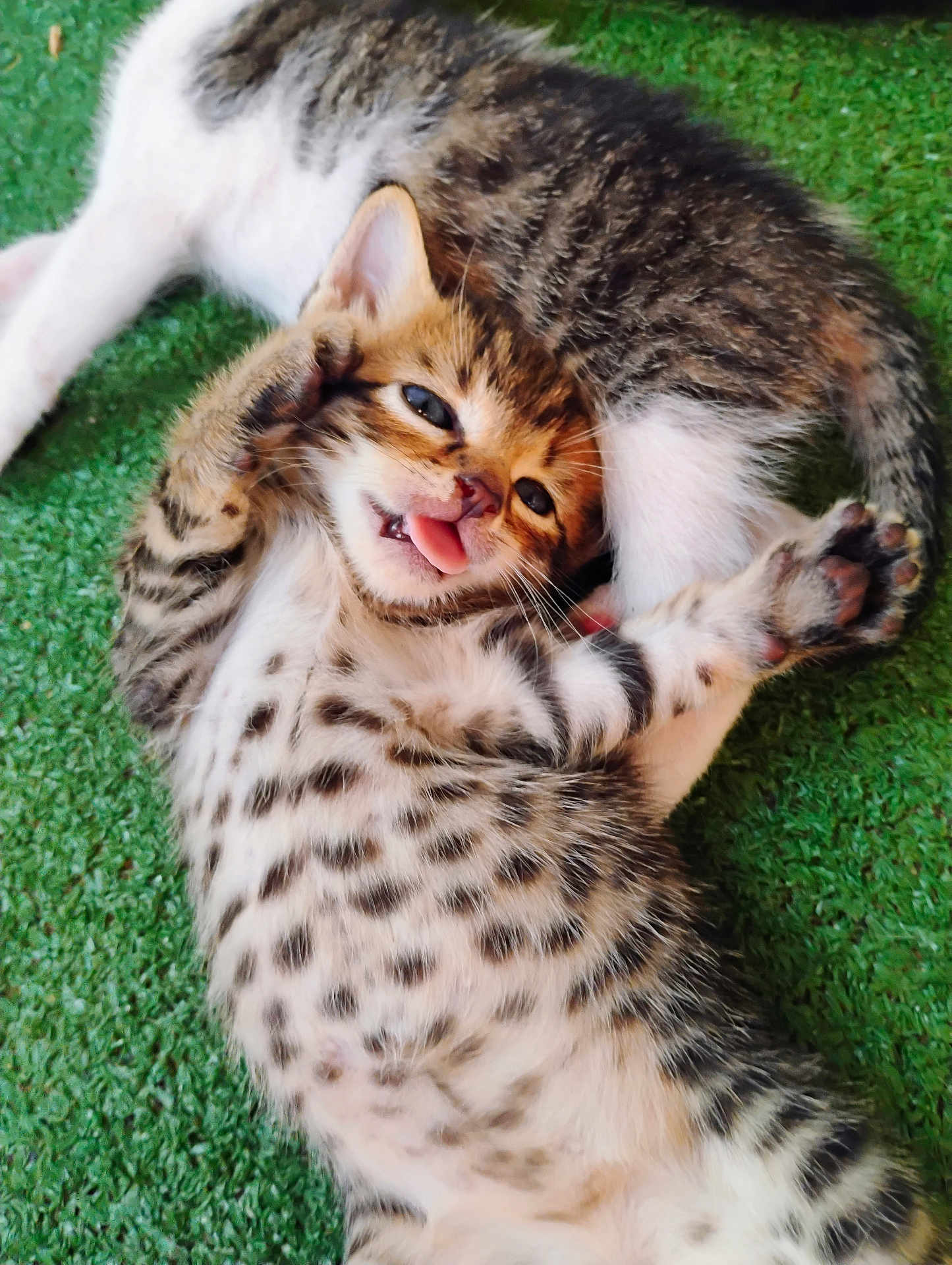 Sweetie is registered to the contest to win money with this photo: kitten, cat, playful, tongue_out, spotted, fur, grass, animal, pet, cute, paw, lying_down, young, tabby, whiskers, sleepy, relaxed, outdoor, two_cats, feline