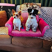Molly And Mini joined the competition — help win amazing prizes! adorable, black_white, blanket, brown_white, companion, couch, curtains, dog, fur, living_room, patterned_fabric, pet_toy, pillow, pink_sofa, portrait, puppy, seated, small_dog, toy_sofa, two_dogs