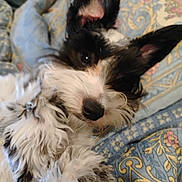 Molly is registered to the contest to win money with this photo: dog, pet, fluffy, black_and_white, ears, nose, fur, blanket, pattern, cozy, lying_down, close_up, animal, cute, indoors, comfort, relaxing, soft, portrait, friendly