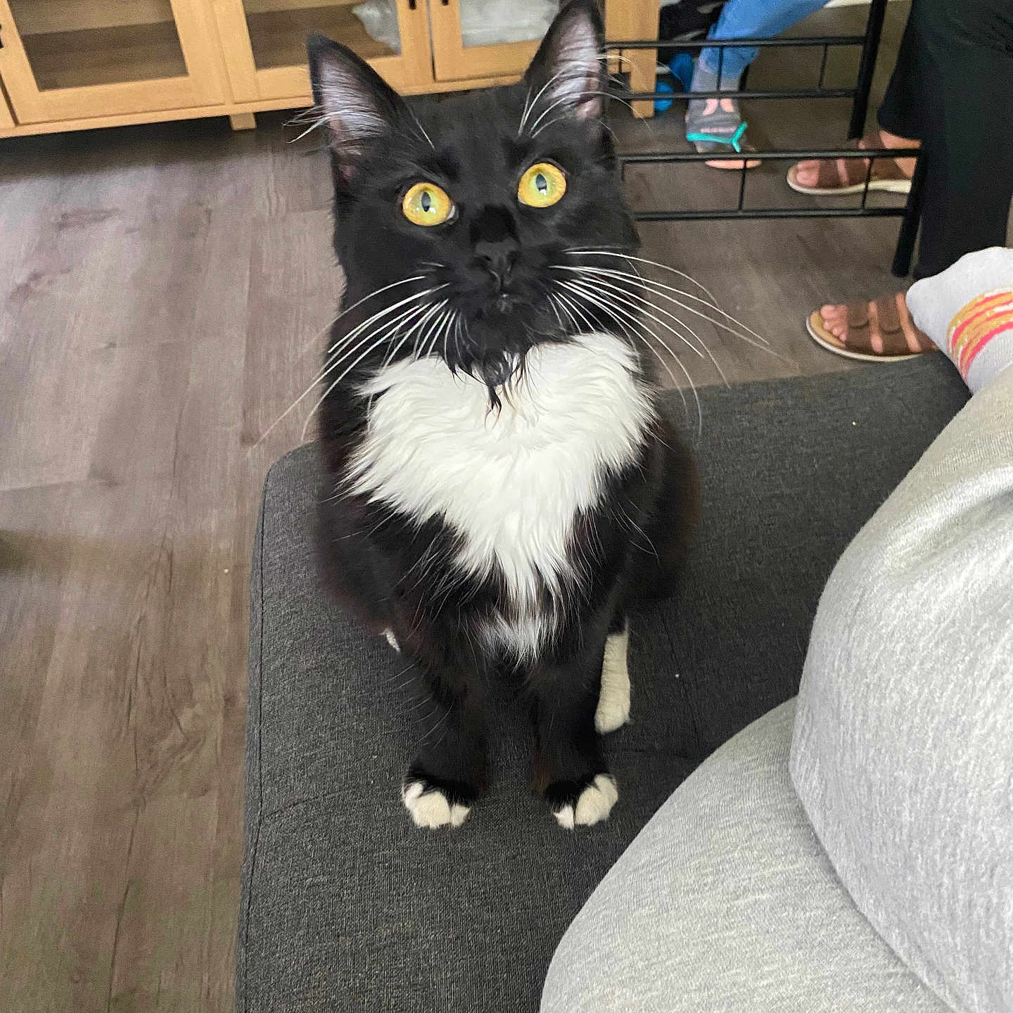 Mochi joined the competition — help win amazing prizes! animal, black_and_white, cat, couch, curious, domestic, feline, floor, fur, home, indoor, looking_up, paws, people_feet, pet, relaxed, sitting, whiskers, wooden_furniture, yellow_eyes