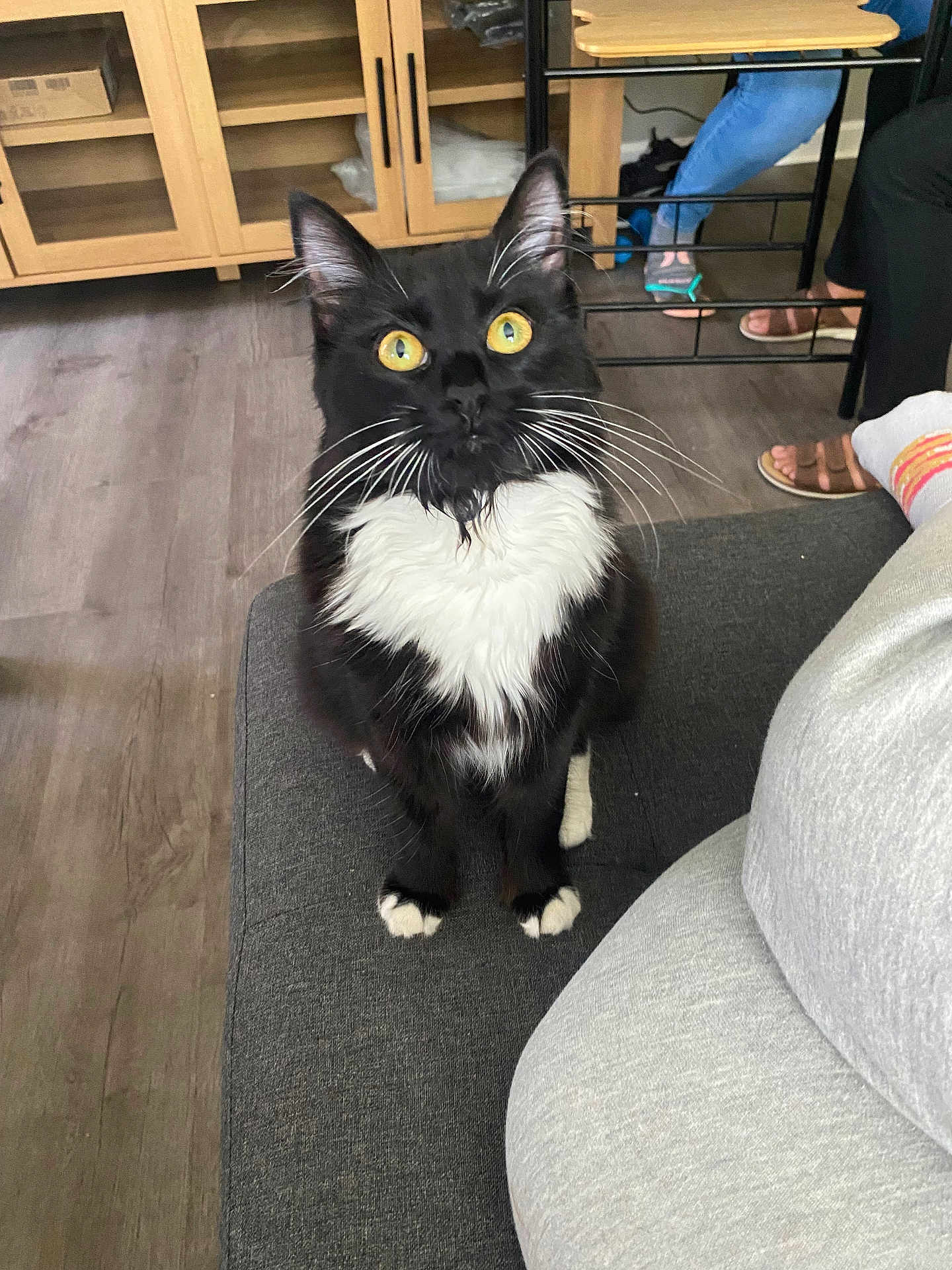Mochi joined the competition — help win amazing prizes! cat, black_and_white, yellow_eyes, sitting, couch, indoor, wooden_furniture, floor, pet, animal, whiskers, curious, domestic, feline, paws, fur, looking_up, home, people_feet, relaxed