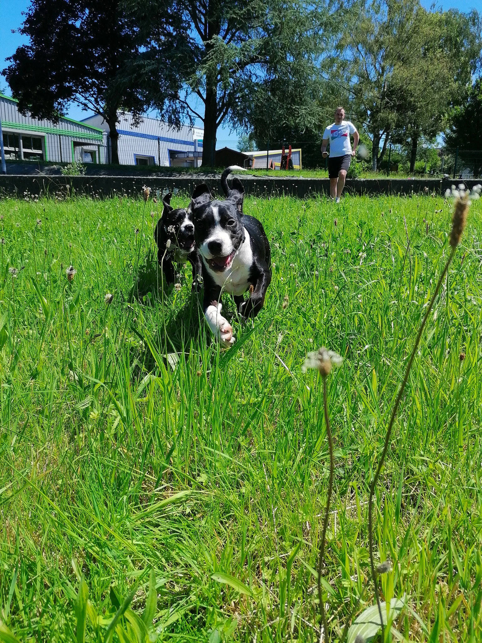 Falcko participe au concours pour gagner de l'argent avec cette photo : boston_terrier, canidae, carnivore, dog, dog_breed, grass, grass_family, grassland, mammal, meadow, non_sporting_group, pasture, plant, sporting_group, vertebrate