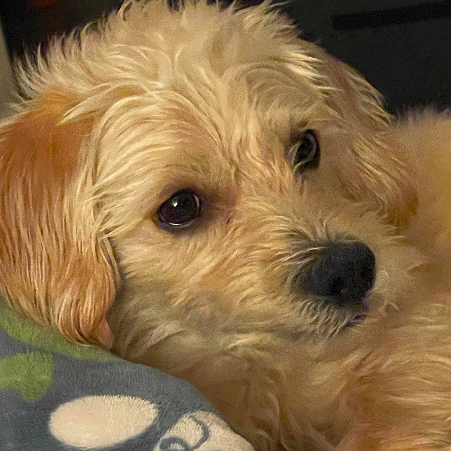 Anello joined the competition — help win amazing prizes! dog, puppy, fluffy, close_up, resting, blanket, pattern, curly_fur, soft_lighting, indoor, cute, pet, animal, canine, sleepy, cozy, fur, face, ears, nose