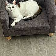 Praline participe au concours pour gagner de l'argent avec cette photo : cat, white_cat, brown_patches, pet, feline, mini_couch, gray_couch, indoor, floor, wood_floor, relaxed, resting, looking_at_camera, domestic_animal, cute, cozy, home_interior, furniture, small_sofa, animal