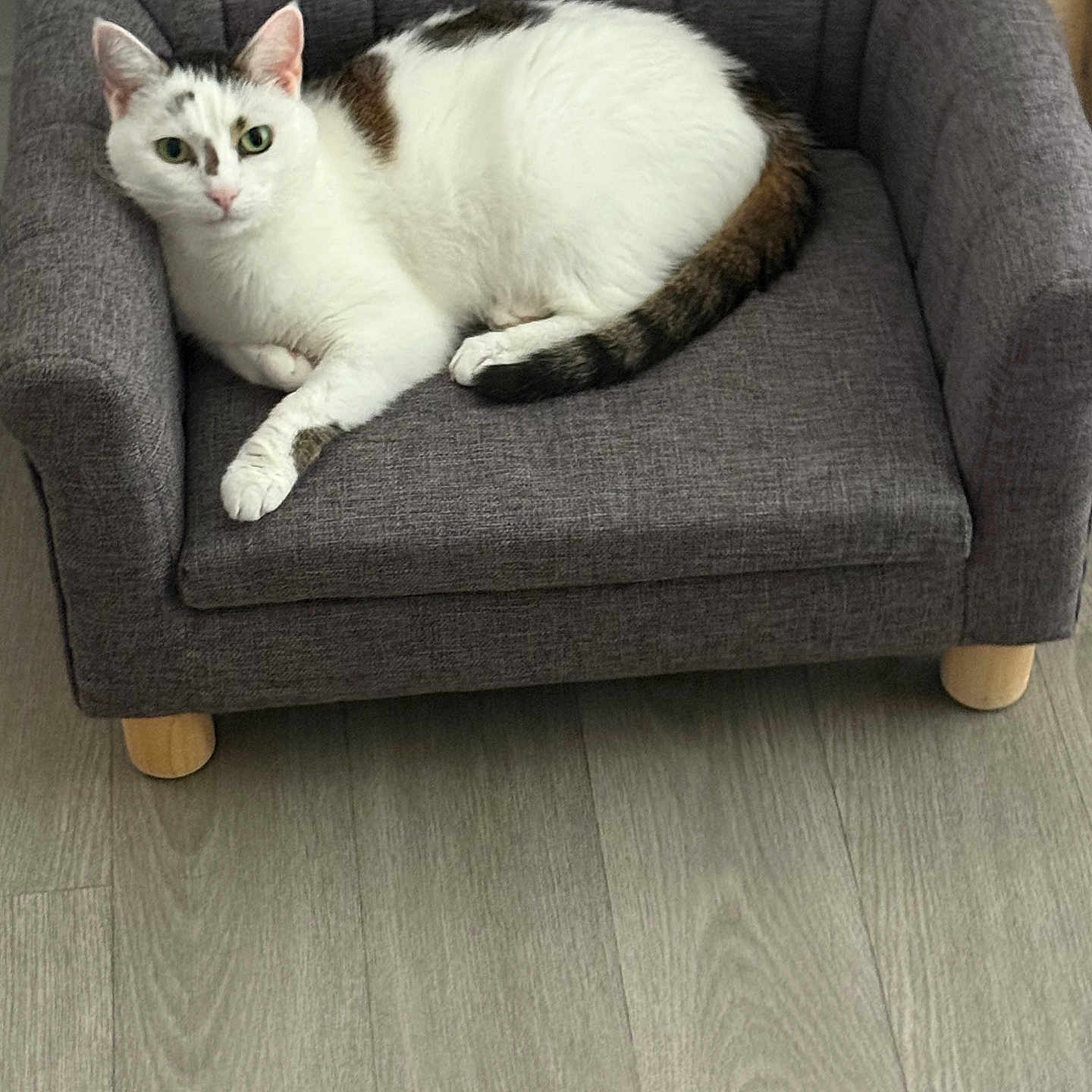 Praline participe au concours pour gagner de l'argent avec cette photo : animal, brown_patches, cat, cozy, cute, domestic_animal, feline, floor, furniture, gray_couch, home_interior, indoor, looking_at_camera, mini_couch, pet, relaxed, resting, small_sofa, white_cat, wood_floor