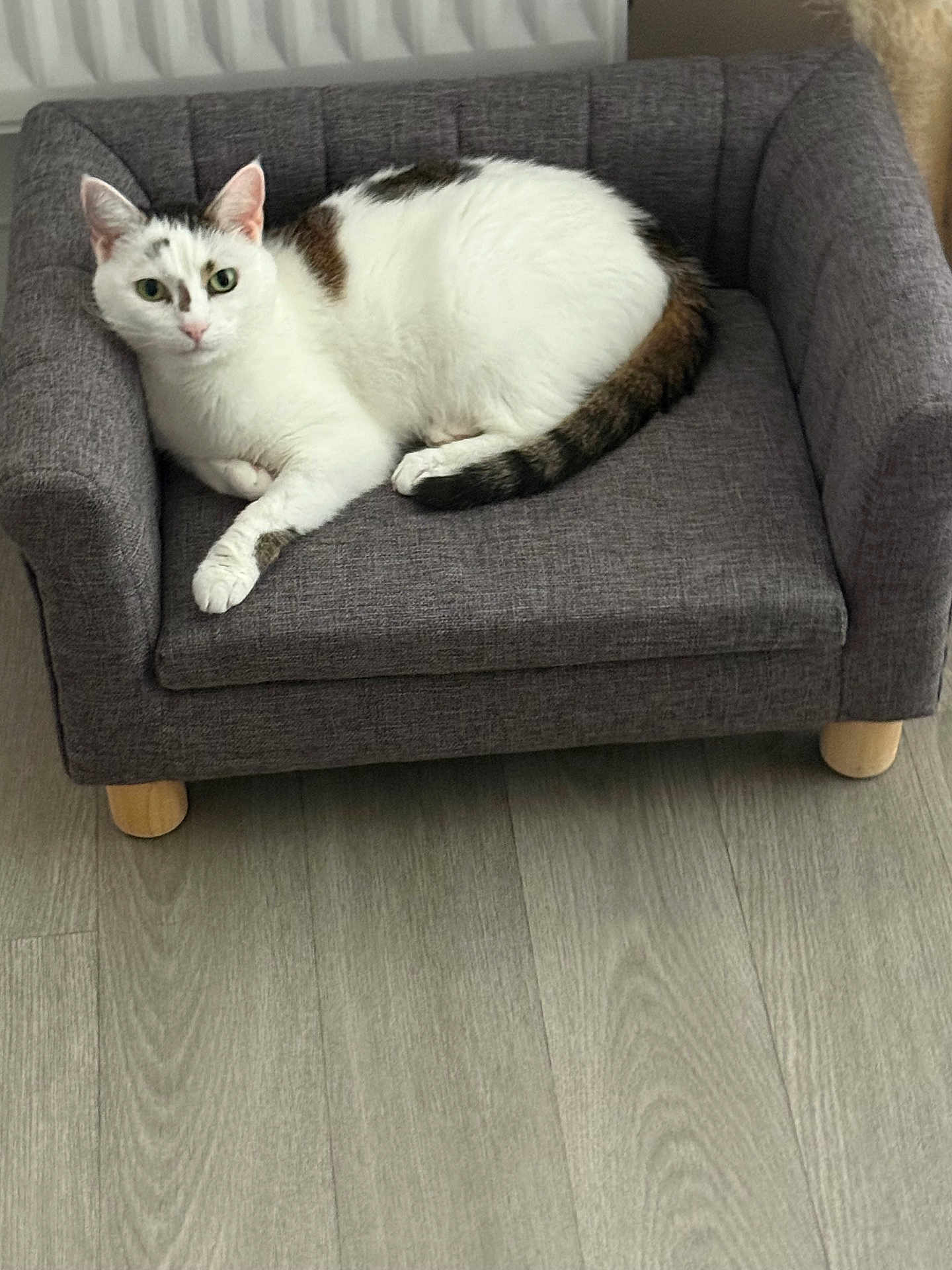Praline participe au concours pour gagner de l'argent avec cette photo : cat, white_cat, brown_patches, pet, feline, mini_couch, gray_couch, indoor, floor, wood_floor, relaxed, resting, looking_at_camera, domestic_animal, cute, cozy, home_interior, furniture, small_sofa, animal