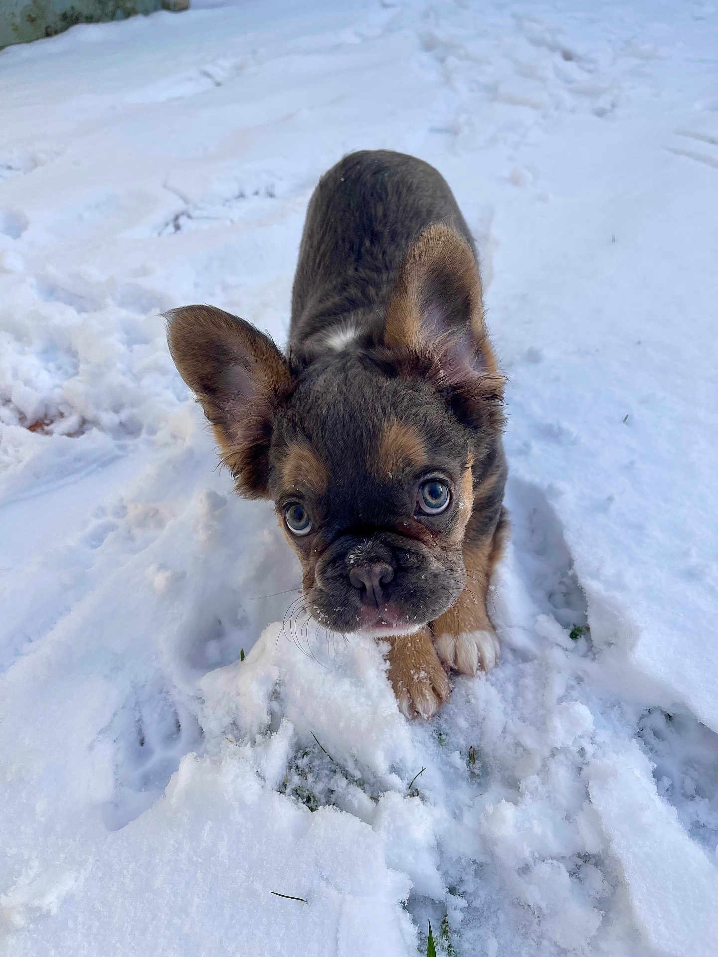 Albert participe au concours pour gagner de l'argent avec cette photo : puppy, dog, snow, outdoor, animal, pet, cute, ears, fur, winter, playful, young_dog, canine, front_view, nose, paw, grass, nature, cold, curious