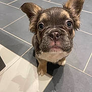 Albert a rejoint le concours — aidez-le/la à gagner de superbes lots ! puppy, dog, pet, animal, cute, ears, eyes, face, tile_floor, indoor, brown, white, fur, small, looking_up, adorable, young, canine, close_up, floor