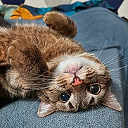 Scrappy is registered to the contest to win money with this photo: cat, tabby, pet, animal, feline, whiskers, paws, fur, cute, lying_down, upside_down, bed, blanket, indoor, relaxed, closeup, soft, cozy, sleepy, domestic