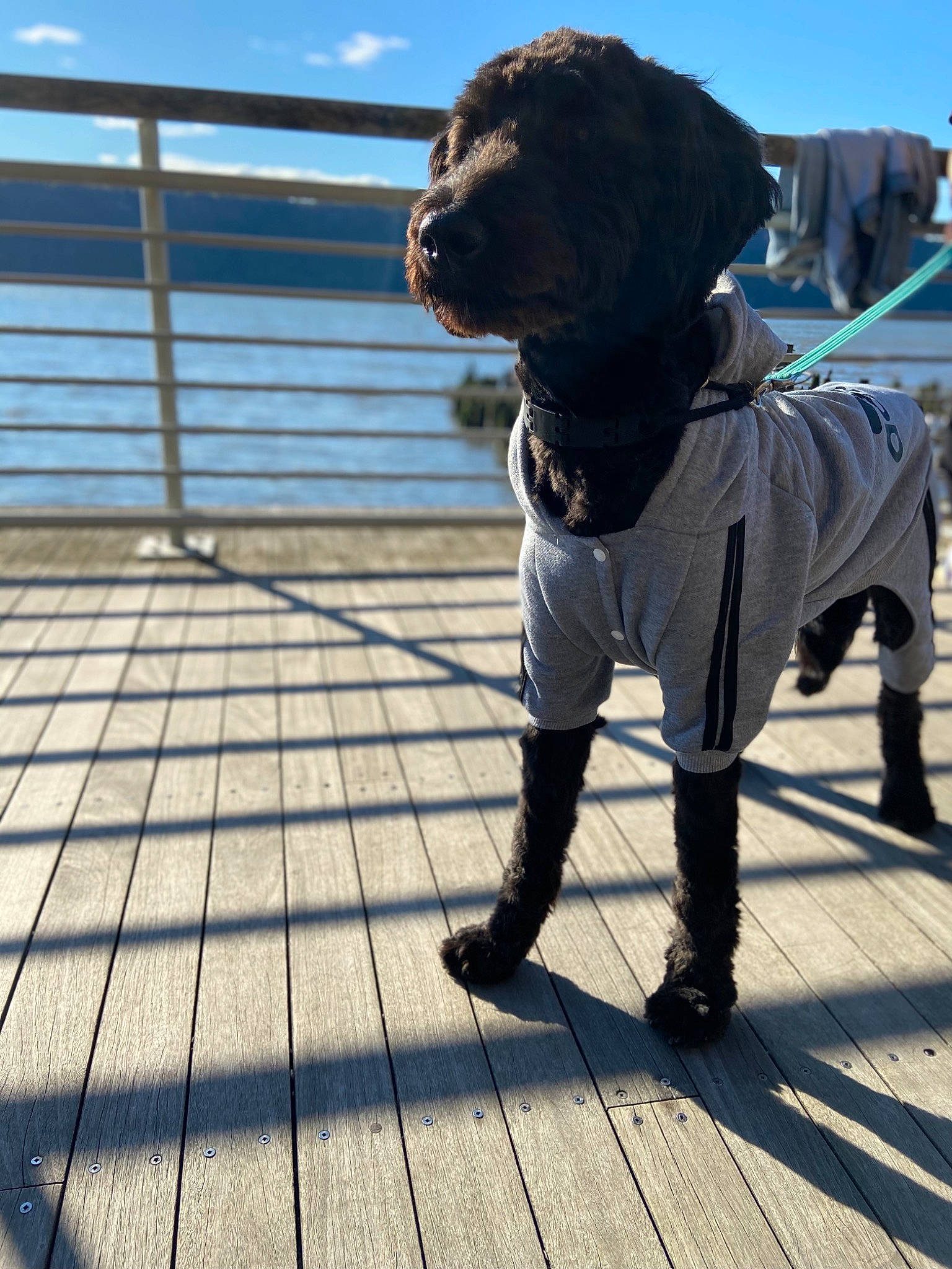 Oliver joined the competition — help win amazing prizes! boardwalk, canidae, carnivore, dog, dog_breed, dog_walking, human, jacket, leash, non_sporting_group, portuguese_water_dog, pug, sporting_group, vacation, walkway