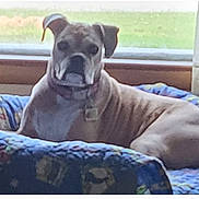 Jewell is registered to the contest to win money with this photo: animal, bed, brown_dog, canine, collar, comfort, curtain, daytime, dog, furniture, home, indoor, medium_sized_dog, natural_light, patterned_bed, pet, quiet, relaxing, resting, window