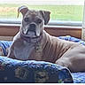 animal, bed, brown_dog, canine, collar, comfort, curtain, daytime, dog, furniture, home, indoor, medium_sized_dog, natural_light, patterned_bed, pet, quiet, relaxing, resting, window