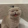 Nila a rejoint le concours — aidez-le/la à gagner de superbes lots ! bathroom, bathtub, cat, ceramic, closeup, drain, faucet, funny, fur, golden_eyes, gray_cat, home, indoor, open_mouth, pet, photography, portrait, sitting, surprised, tile